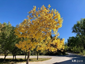 苗木市场已经变了，法桐、国槐、栾树、朴树行情还行不行？