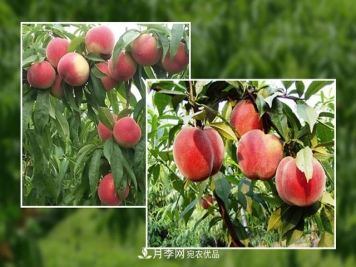 南阳陆营桃树苗基地栽植易成活，好管理，季节选择最重要！