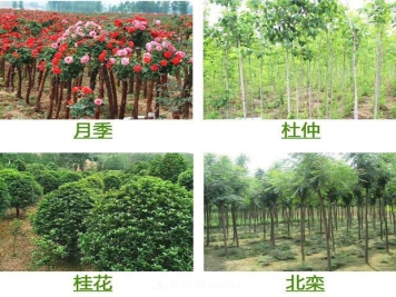 栽种小苗木，掌握4个技术要领，来年小树定会顺利开花结果