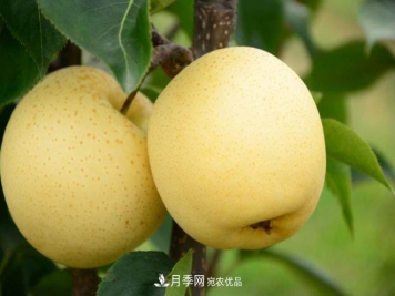 南阳特产：方城县博望黄金梨