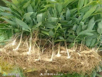 南阳中药材基地分享黄精种苗繁衍方法，繁育需要如何进行