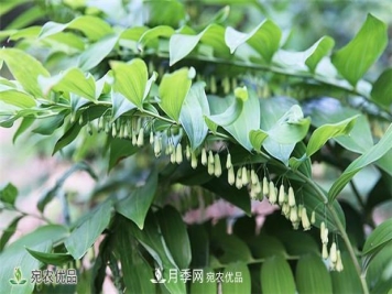 市场需求大，黄精种植效益分析，南阳黄精种苗基地直销价格
