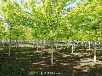 金叶复叶槭南阳基地直销，3-10公分报价