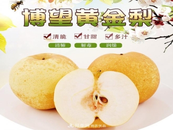 南阳方城博望黄金梨2年3年生梨树苗基地批发价格