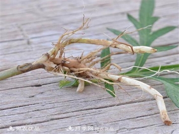 南阳纯正宛艾艾草艾根艾苗基地批发直销