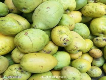 中国木瓜之乡，方城木瓜片泡水的功效