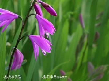 南阳中药材白芨的养殖技术方法