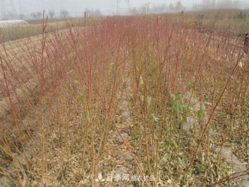 南阳市卧龙区陆营镇桃树苗种植合作社