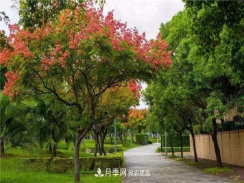 泰安苗木业的困局分析