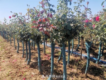 什么样的南阳苗木才能卖出高价！