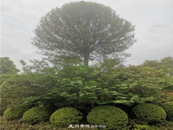 南阳精品苗木的标准怎么定？这三个硬指标一定要知道