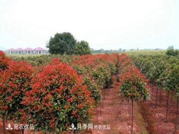 苗木怎么才能赚大钱？首先你得学会炒作