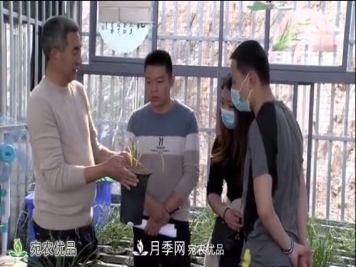 桐柏县大河镇小兰花变身脱贫致富金草