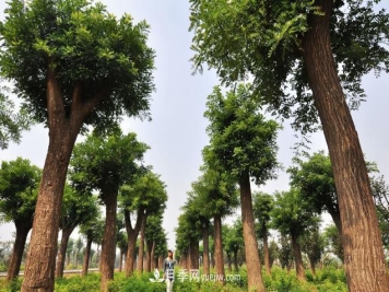 如何预防国槐树的树干上的大疙瘩？