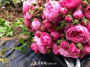 月季用什么土长的更好？很简单