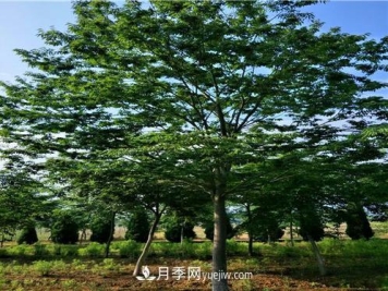 安徽榉树培育的关键技术