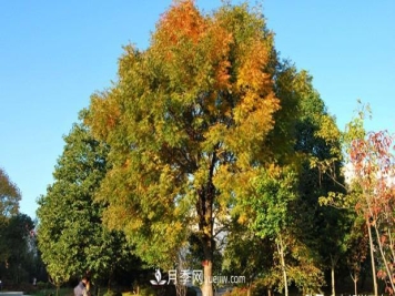 高度7米的黄连木能卖13000元/株？老苗木人道出了价格实情