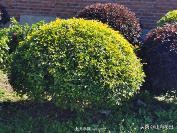 一个红色一个金黄色在绿化景观工程中的极品品种