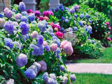 绣球秋季养护方法，简单好用