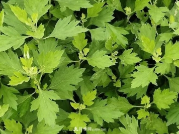 种南阳艾草的时候怎么除草，可不可以用草甘膦