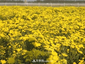衡水故城菊花产业文化博览园：假日流连花海间