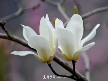 紫玉兰、白玉兰、二乔玉兰、飞黄玉兰、广玉兰等玉兰怎么分辨？