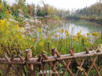 草木人间，霜降来临，黄莺花盛开