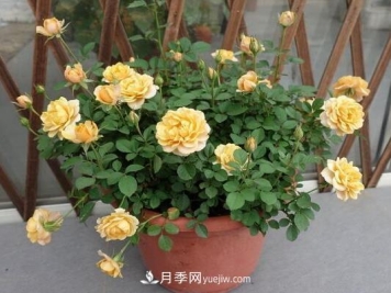 月季浇水越多死得越快？4个方法月季越浇越旺