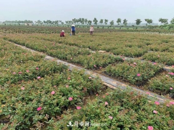 万景月季，提高月季裸根苗成活率的六大绝招
