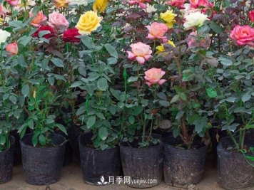 月季花的洒水的注意事项有哪些？
