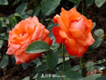 月季花的施肥方法是什么？