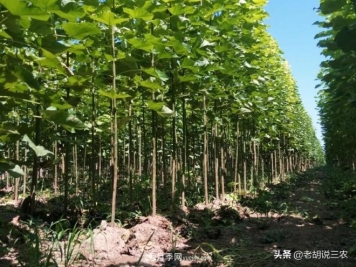 楸树价格看涨，市价已经达到3800元/立方，楸木为啥这么贵？