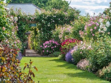 玫瑰月季蔷薇，傻傻地分不清——从《花镜》到欧月流行