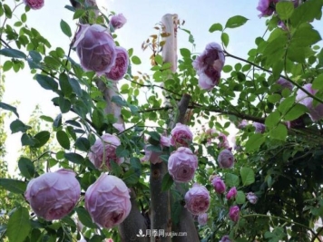 推荐15个受欢迎的月季品种，其实它们都有优点缺点