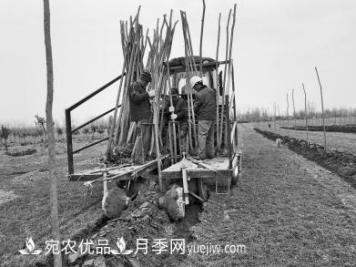 种苗木真牛！河南老乡研制种树机一天种下6000株