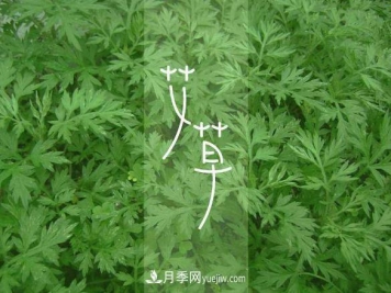 南阳艾草种植有哪些养护要点