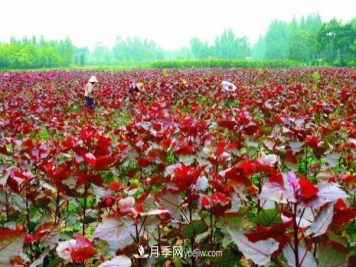 南阳桐柏县红叶杨苗木基地铺开致富路