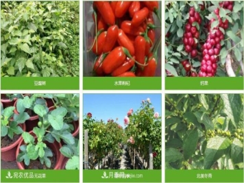 南阳普吉园苗木农业科技示范园区