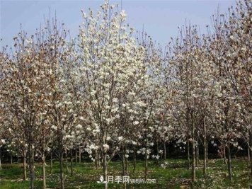 苗木抓好冬护时机园林植物可全年健壮