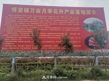 南阳市博望镇万亩月季花卉产业基地