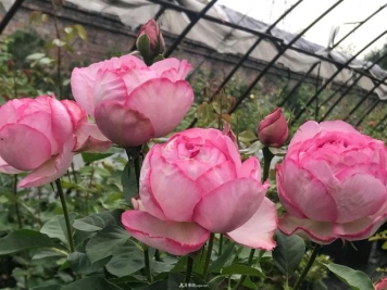 月季花长粗壮芽先横拉定期浇肥多淋雨，一年长成花球
