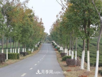 苗木树木涂白的作用与涂白技术