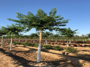 2020下半年乡土树种涨价趋势明显，这8种苗木最吃香