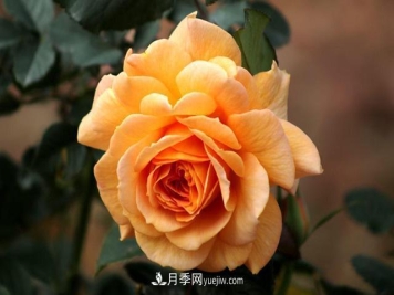 秋天养护月季不难，做好这三点还能开花