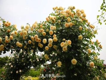 推荐3个藤本月季品种，一年就能长成月季花墙