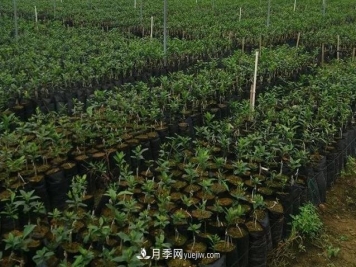 南阳果树苗大容器育苗技术
