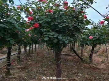 月季树冬天怎么修剪？