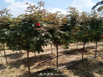 树状月季气候病害的防治