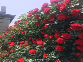 想要打造网红月季花墙，只要这三步，你也可以拥有花海