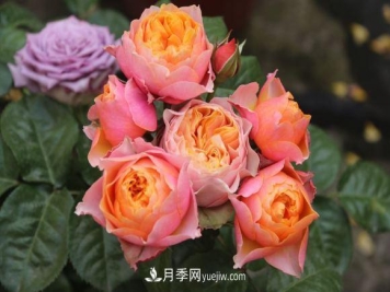 月季长势差，注意这三个小细节，很快就爆盆